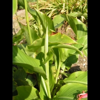 Canna Indica (fam Cannacees) (Am. tropicale) (5)